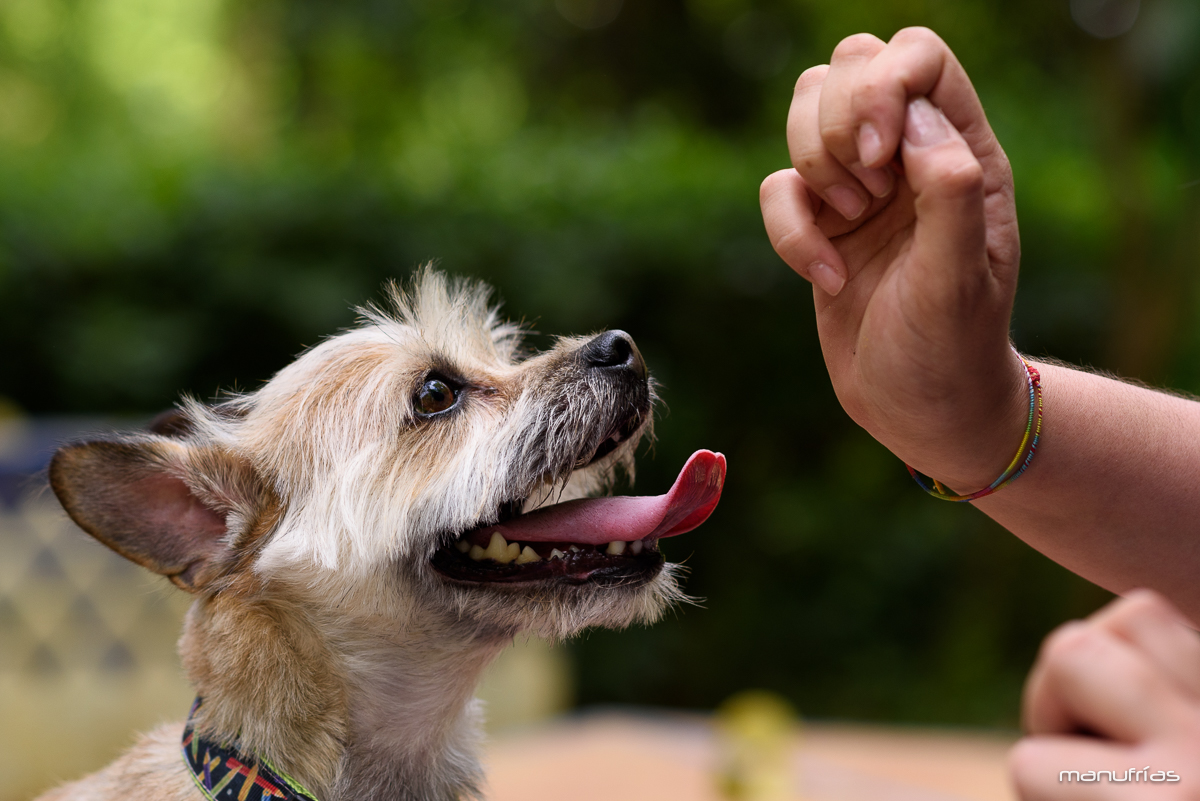 manufrias-fotografo-profesional-perros-sevilla
