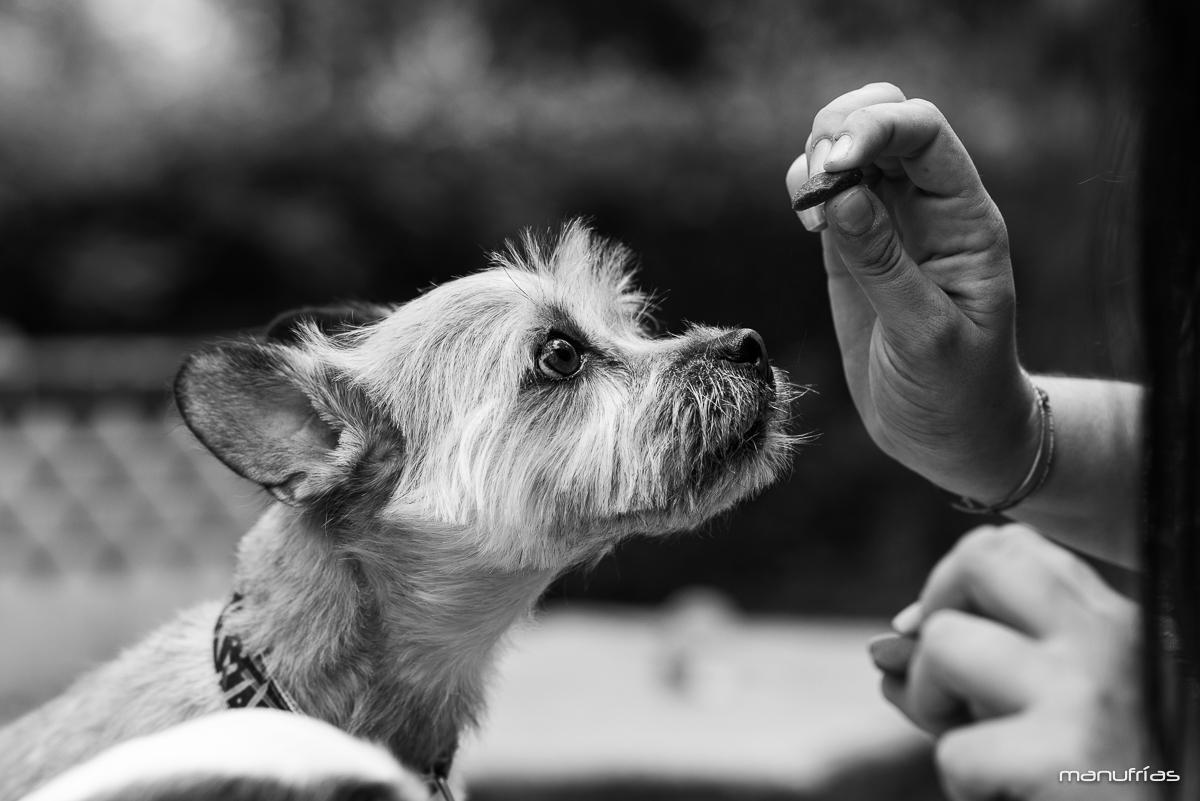 manufrias-fotografo-profesional-perros-sevilla