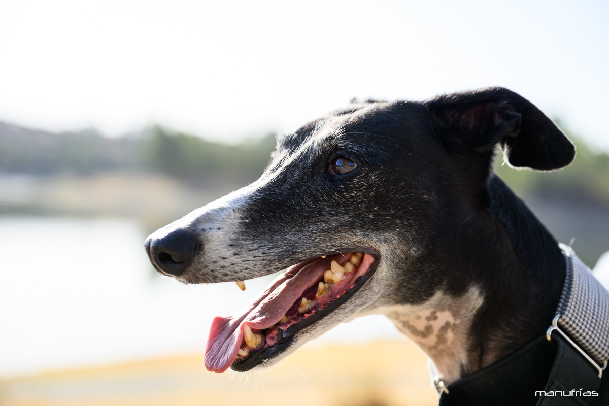 manufrias-fotografo-de-perros-en-sevilla