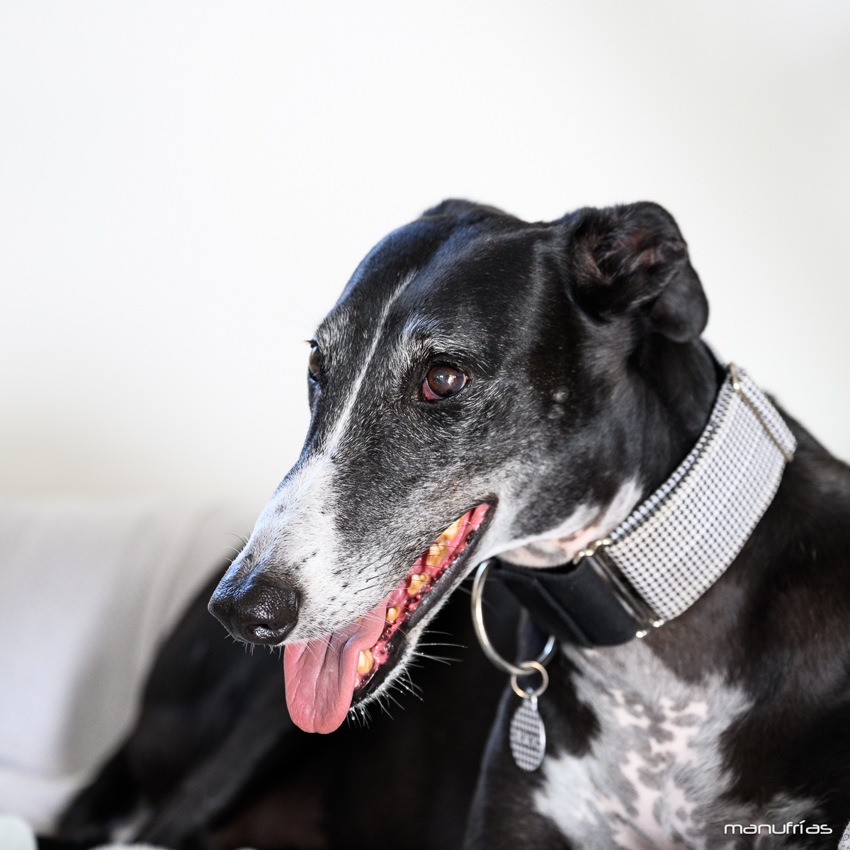 manufrias-fotografo-de-perros-en-sevilla