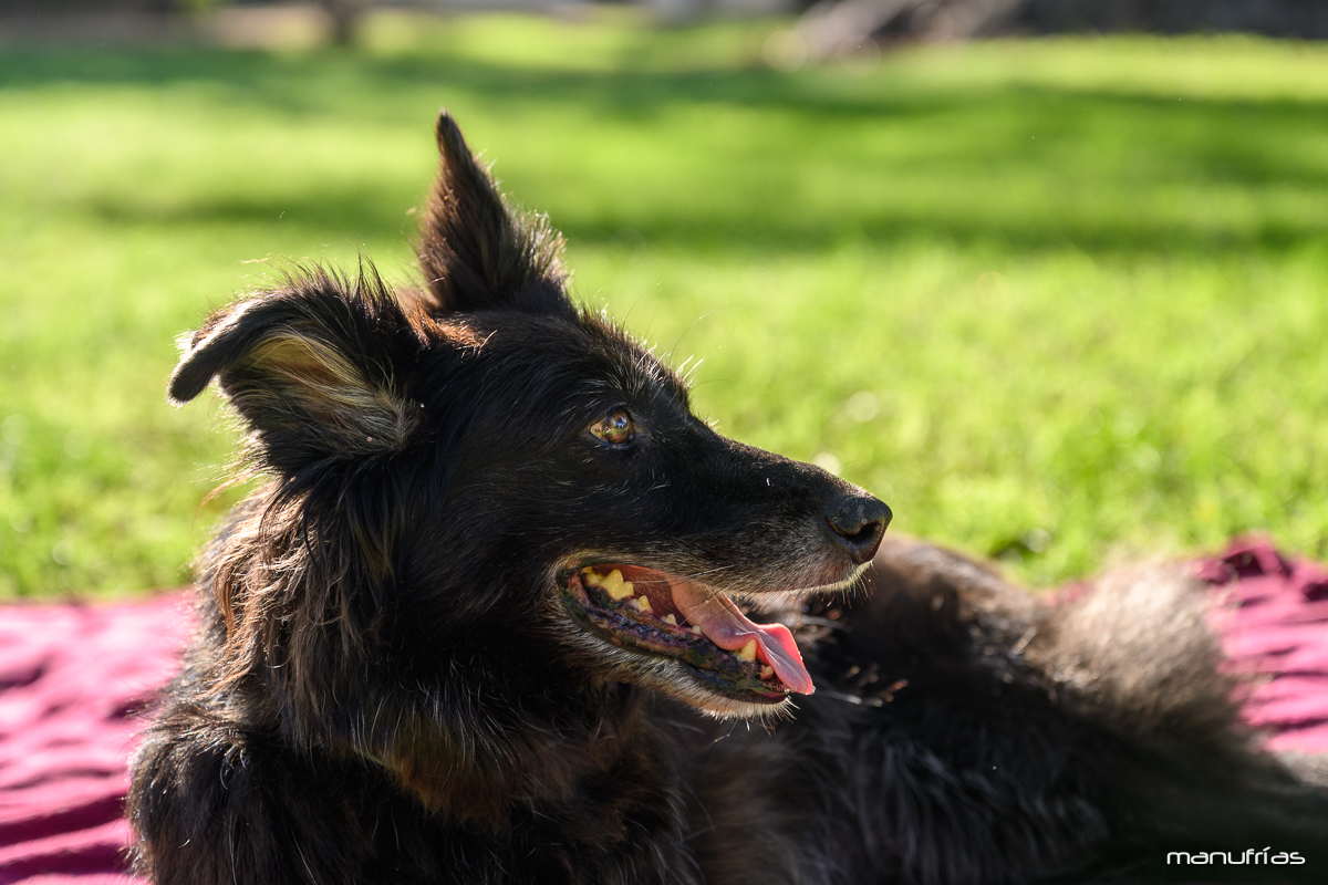 manufrias-fotografo-perros-sevilla