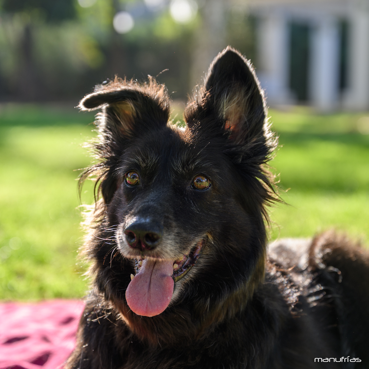manufrias-fotografo-perros-sevilla