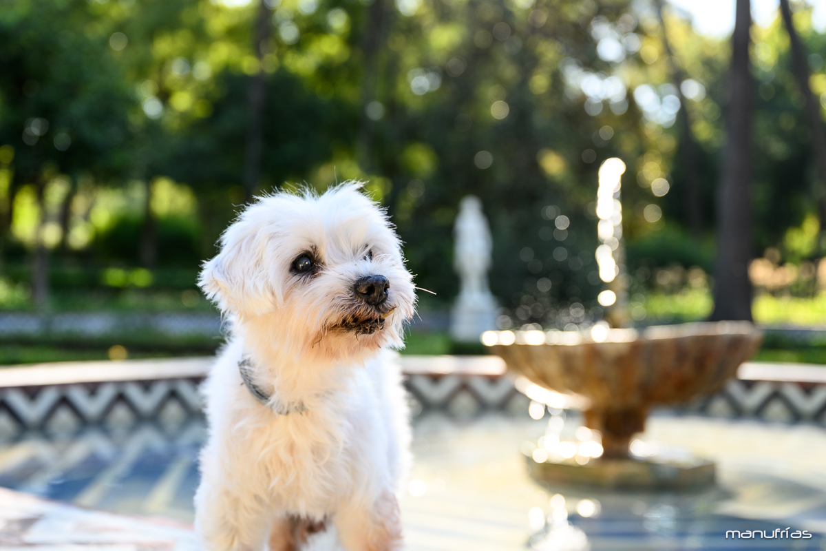 manufrias-fotografo-perros-sevilla