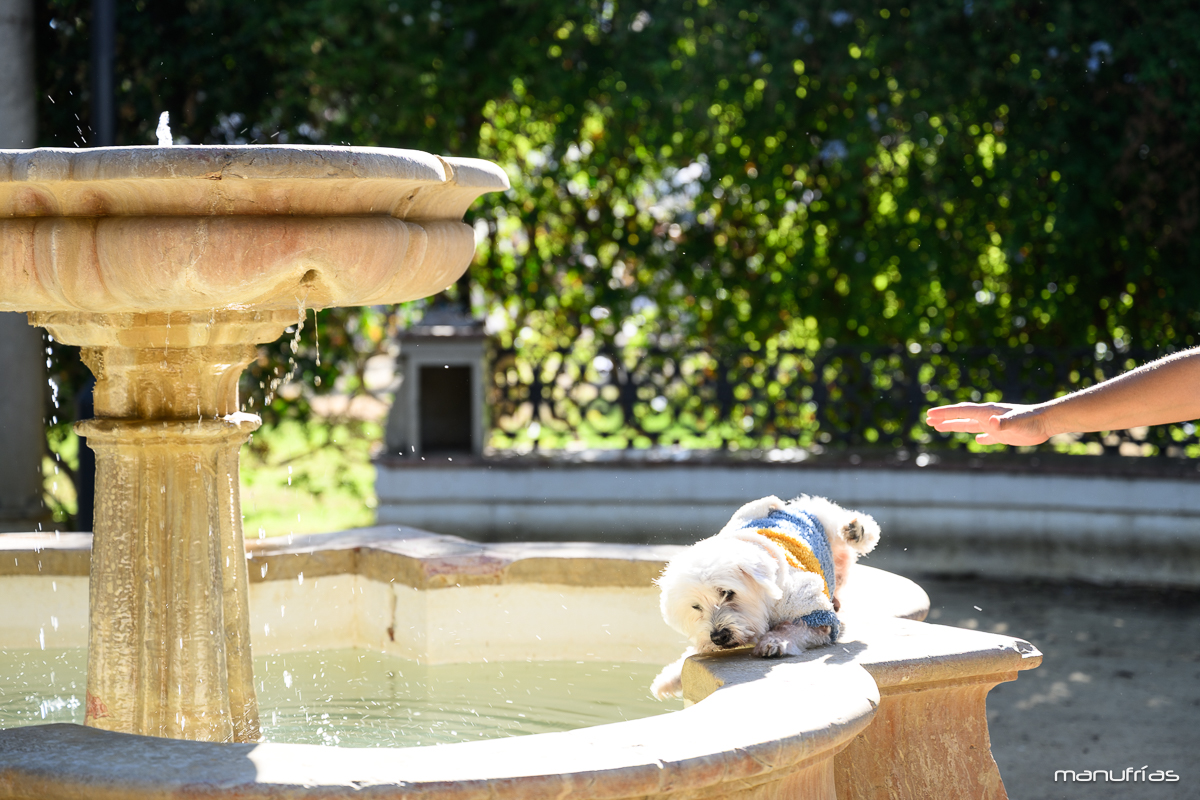 manufrias-fotografo-perros-sevilla